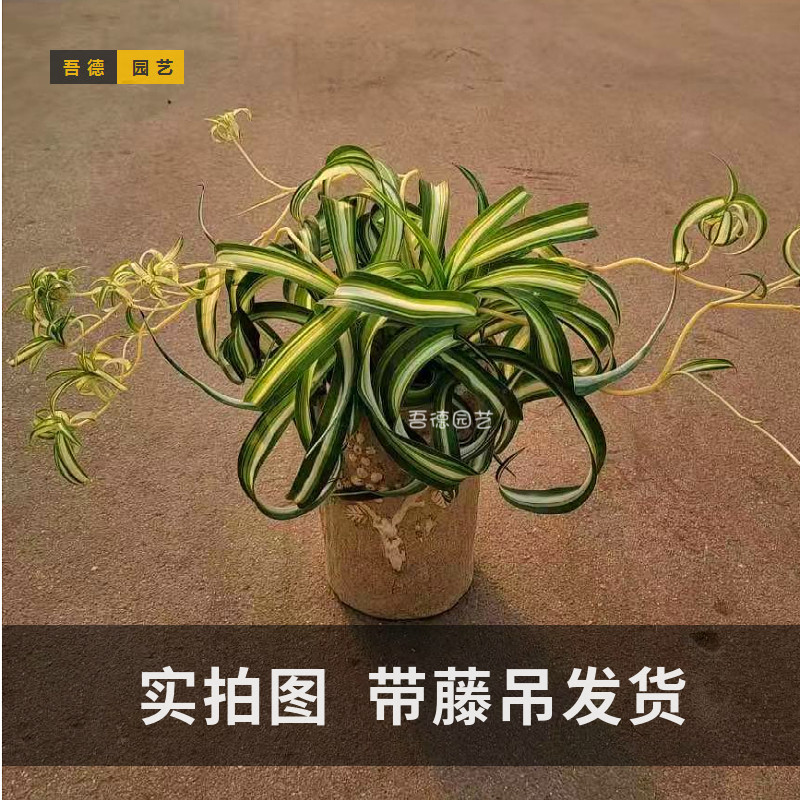 基地直发稀有法国女郎卷叶吊兰绿植盆栽带藤吊室内外好养净化空气