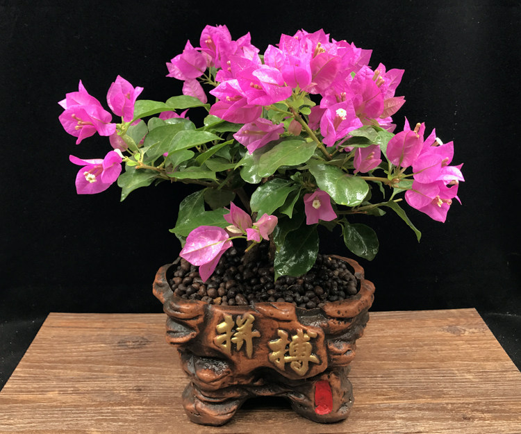 绿植深圳佛山居家同城三角梅包邮