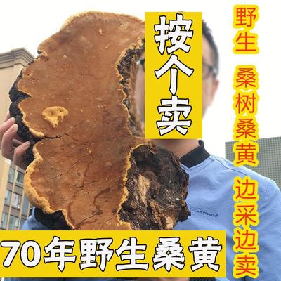 西藏桑黄纯西藏野生70年