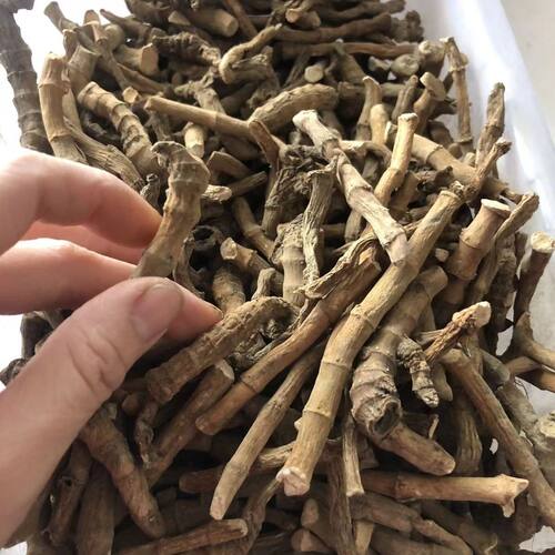 三白草根材 三白草天性草根 百节藕 白花莲 塘边藕真货