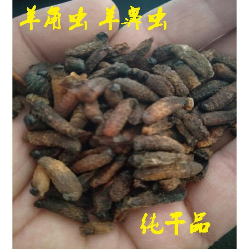 热销50只羊角虫 羊鼻虫 羊虫子羊鼻涕虫10只羊角虫干保证假一赔十