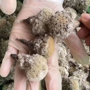 热销【藏区山货】雪莲花50-250克 干花 正宗山货土特产真货好货