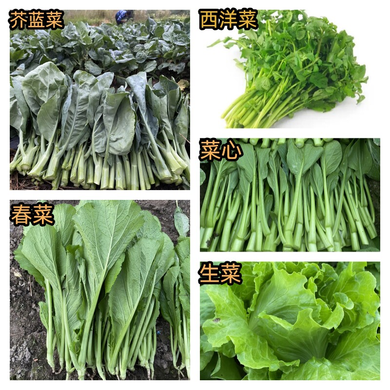 潮汕农家蔬菜泉水西洋菜芥兰菜芥蓝菜春菜油菜花菜心满39.9包邮