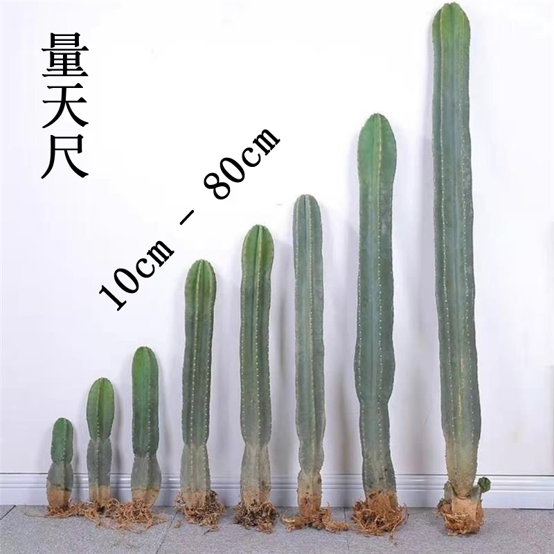 量天尺龙骨室内植物清仓仙人掌多肉植物仙人柱大全沙漠景观造景
