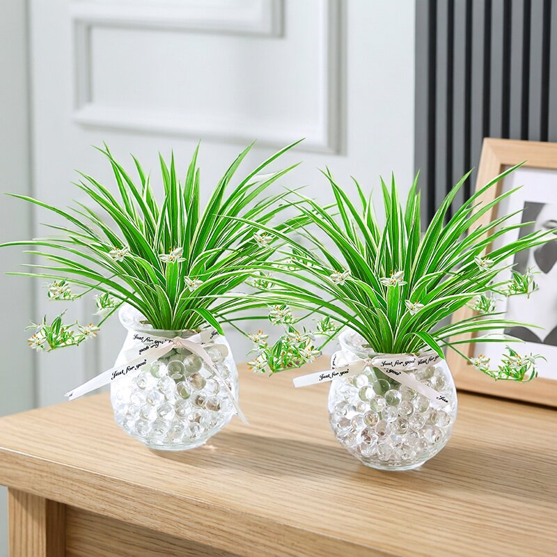 金边吊兰水培植物盆栽室内绿植花卉好养植物四季客厅净化空气花草