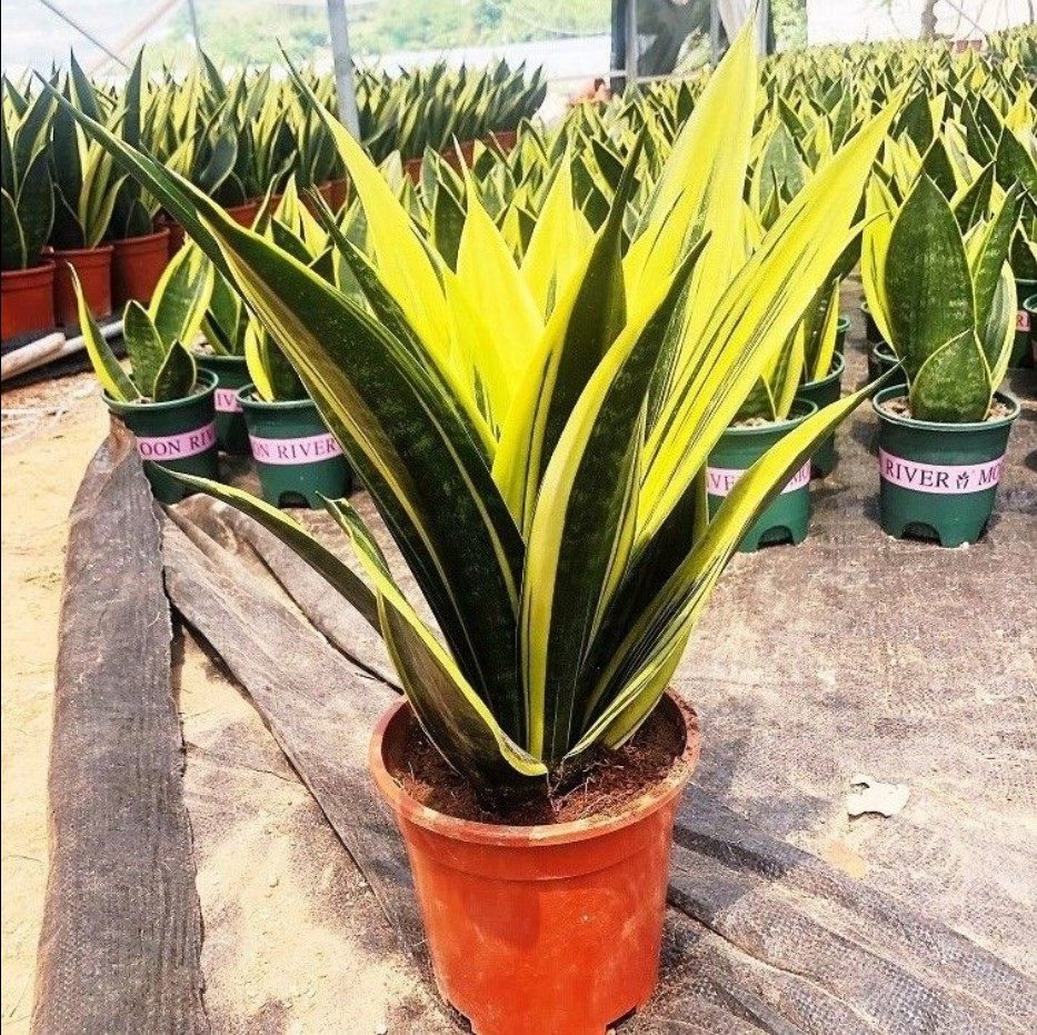 黄金虎皮兰盆栽稀有虎尾兰净化空气盆景新房室内吸甲醛防辐射绿植