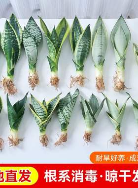 虎皮兰金边高矮品种盆栽水培白玉新房吸除甲醛室内绿植虎皮兰组合