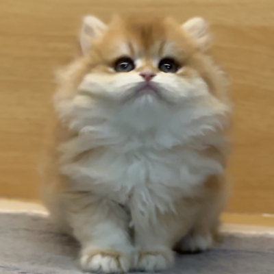 纯种金渐层幼猫幼崽熊版英国短毛猫蓝金活体宠物猫咪活物