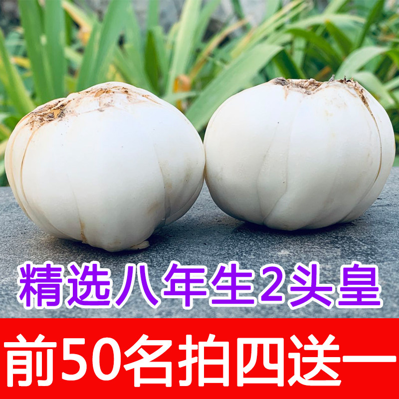 甘肃兰州新鲜甜百合农家特产两头皇纯食用无添加鲜百合500g包邮