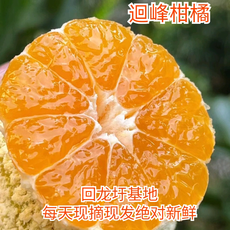 湖南永州回峰柑橘现摘现发新鲜水果9分甜薄皮橘子无籽蜜橘