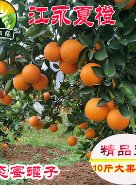 永州江永夏橙现摘现发新鲜橙子