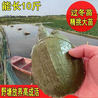 冷水中华黑花外塘春季投放好养活