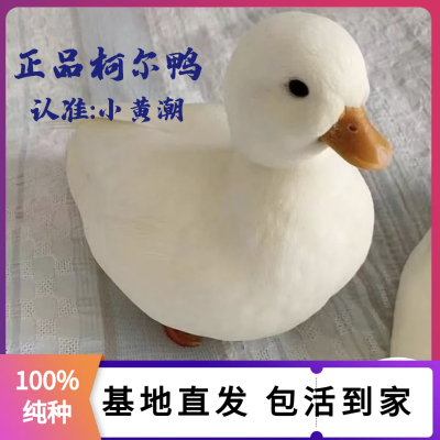 正宗柯尔鸭s级赛级活体宠物网红小鸭子科达鸭小幼崽小黄鸭柯尔鸭