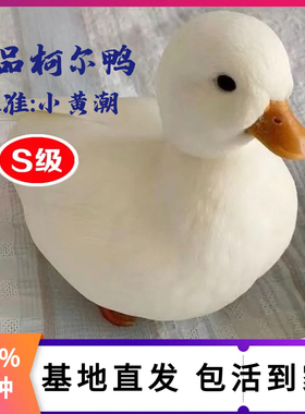 鸭小白纯种柯尔鸭活体宠物网红成年科尔鸭可下蛋繁殖赛级S级幼鸭