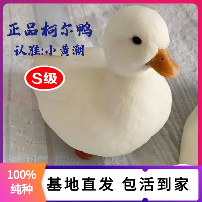 鸭小白纯种柯尔鸭活体宠物网红成年科尔鸭可下蛋繁殖赛级S级幼鸭