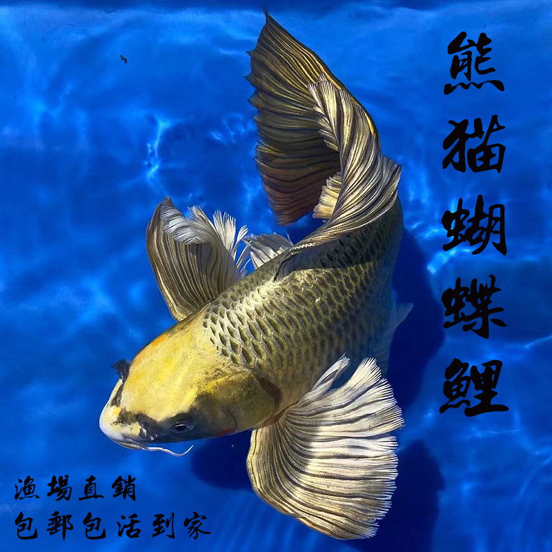 高端普短熊猫蝴蝶鲤球型龙鲤锦鲤鱼龙凤古金龙蝶鲤淡水冷水招财