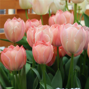 现货10颗郁金香自然球进口种球土水培耐寒花卉冬地栽庭院盆栽户外