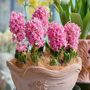 风信子种球荷兰进口对版秋冬盆栽土培水培四季耐寒大球花卉绿植花