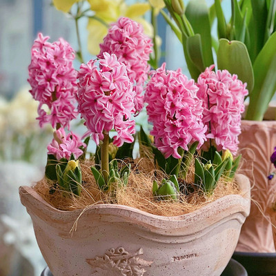 十年老店风信子种球进口大球对版