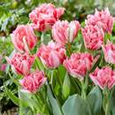 5颗郁金香重瓣鹦鹉流苏进口种球耐寒风信子盆栽室内外四季 花卉苗