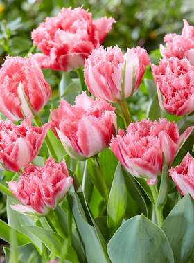 5颗郁金香重瓣鹦鹉流苏进口种球耐寒风信子盆栽室内外四季花卉苗