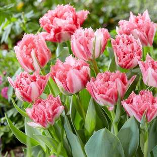 5颗郁金香重瓣鹦鹉流苏进口种球耐寒风信子盆栽室内外四季 花卉苗