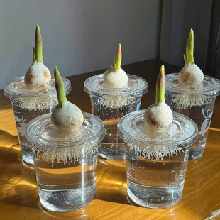 奶茶杯郁金香水培套装新款定植篮款易换水水养四季花卉大种球耐寒