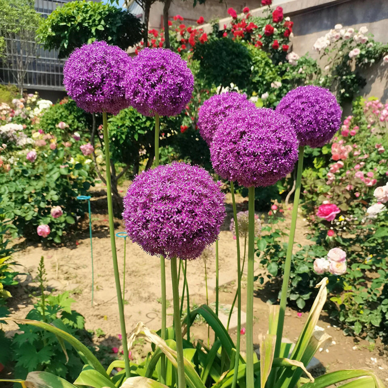 大花葱种球进口耐寒球根盆栽荷兰花风信子棒棒糖阳台庭院花卉四季