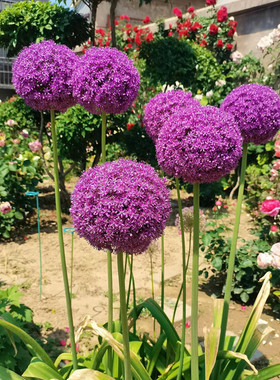 大花葱种球进口耐寒球根盆栽荷兰花风信子棒棒糖阳台庭院花卉四季