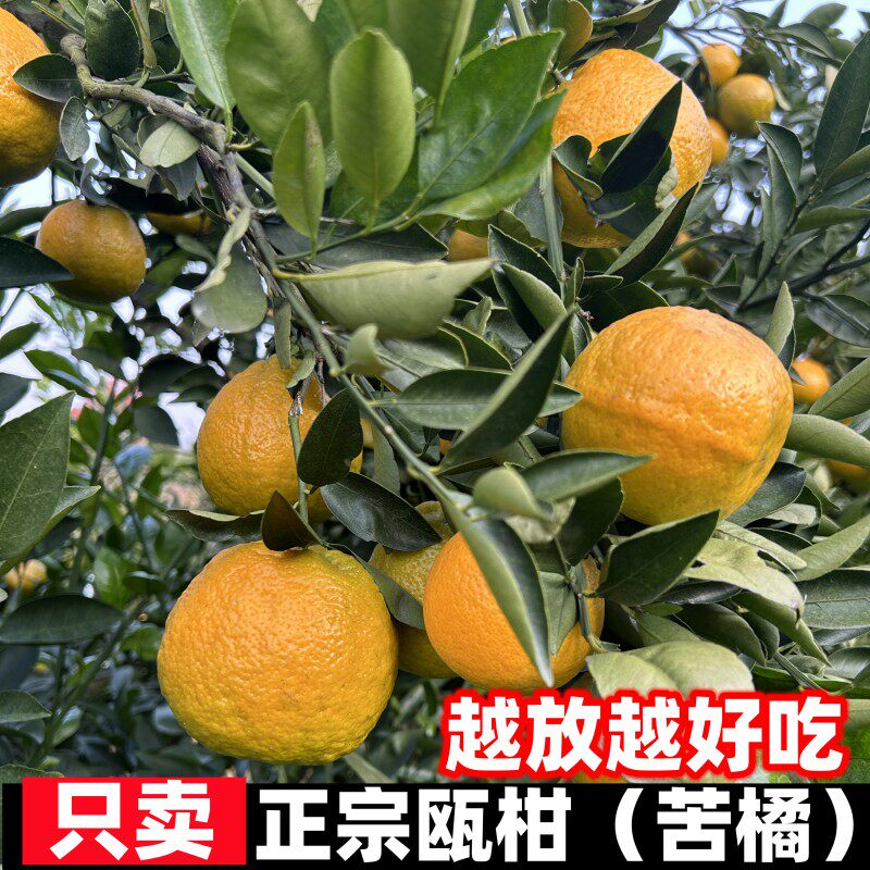 正宗温州桔子瓯柑桔子苦橘常温