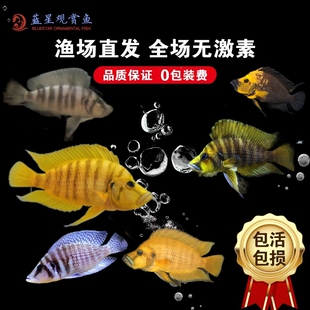 三湖慈鲷鱼 坦湖鲷鱼  白喷虎 黄喷虎 贝壳虎 金头虎 橙虎 黄金虎