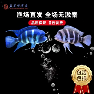 三湖慈鲷活体坦鲷台系 布隆迪六间鱼皇冠六间热带鱼观赏鱼萨伊蓝