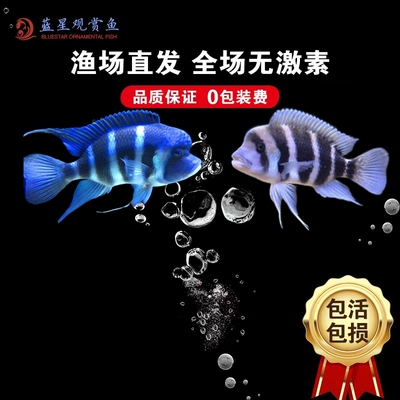 三湖慈鲷活体坦鲷台系 布隆迪六间鱼皇冠六间热带鱼观赏鱼萨伊蓝