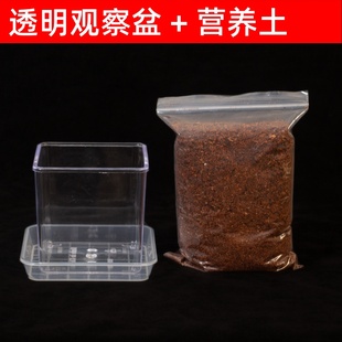 透明花盆营养土方盆种子发芽盆儿童种植小盆栽套装植物生长观察盒