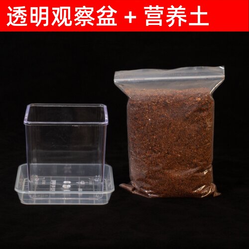 透明花盆营养土方盆种子发芽盆儿童种植小盆栽套装植物生长观察盒