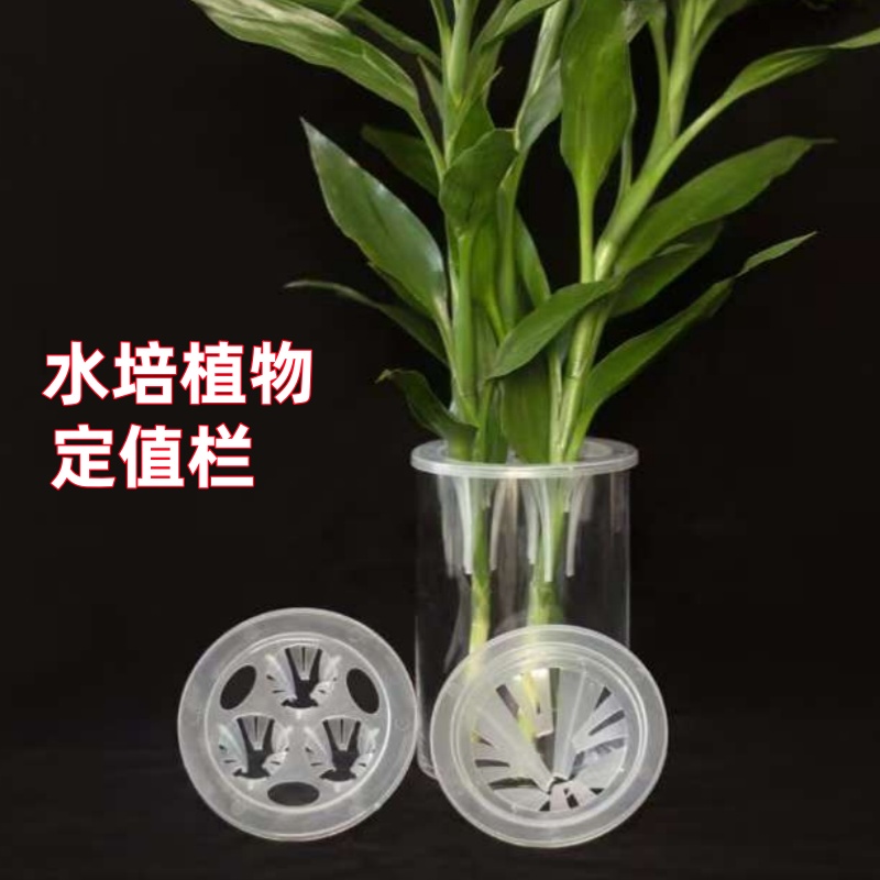 水培固定篮水培观音竹种球玻璃花盆水养富贵竹支撑定植篮水培瓶