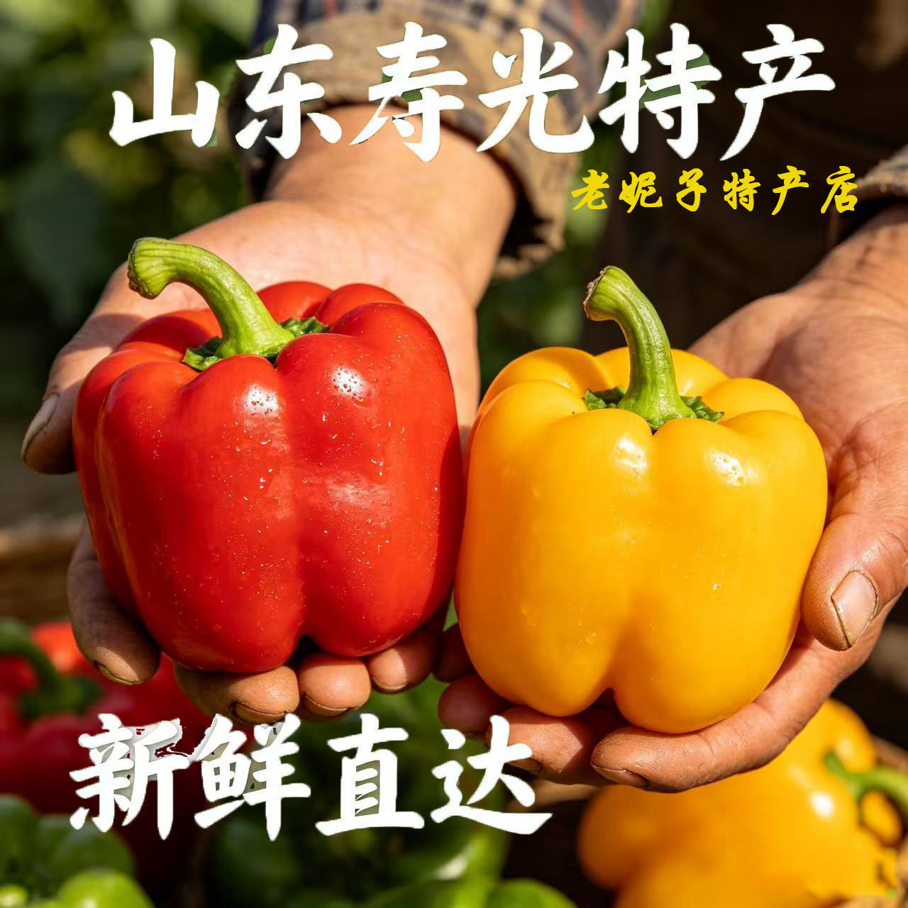 山东寿光五彩水果彩椒 每天现摘红色黄色混装 灯笼椒 产地直发5斤