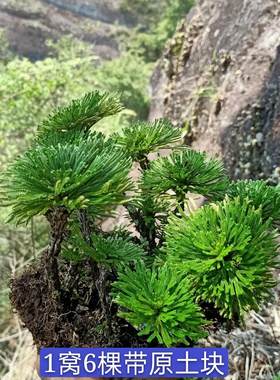 卷柏造景迷你植物创意盆栽九死还魂草假山绿植吸水石微型草本花卉
