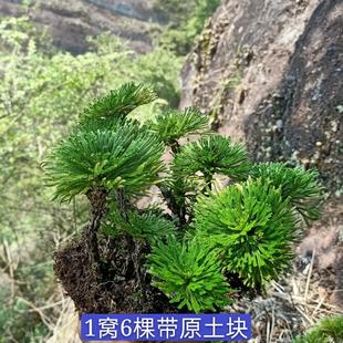 卷柏造景迷你植物创意盆栽九死还魂草假山绿植吸水石微型草本花卉