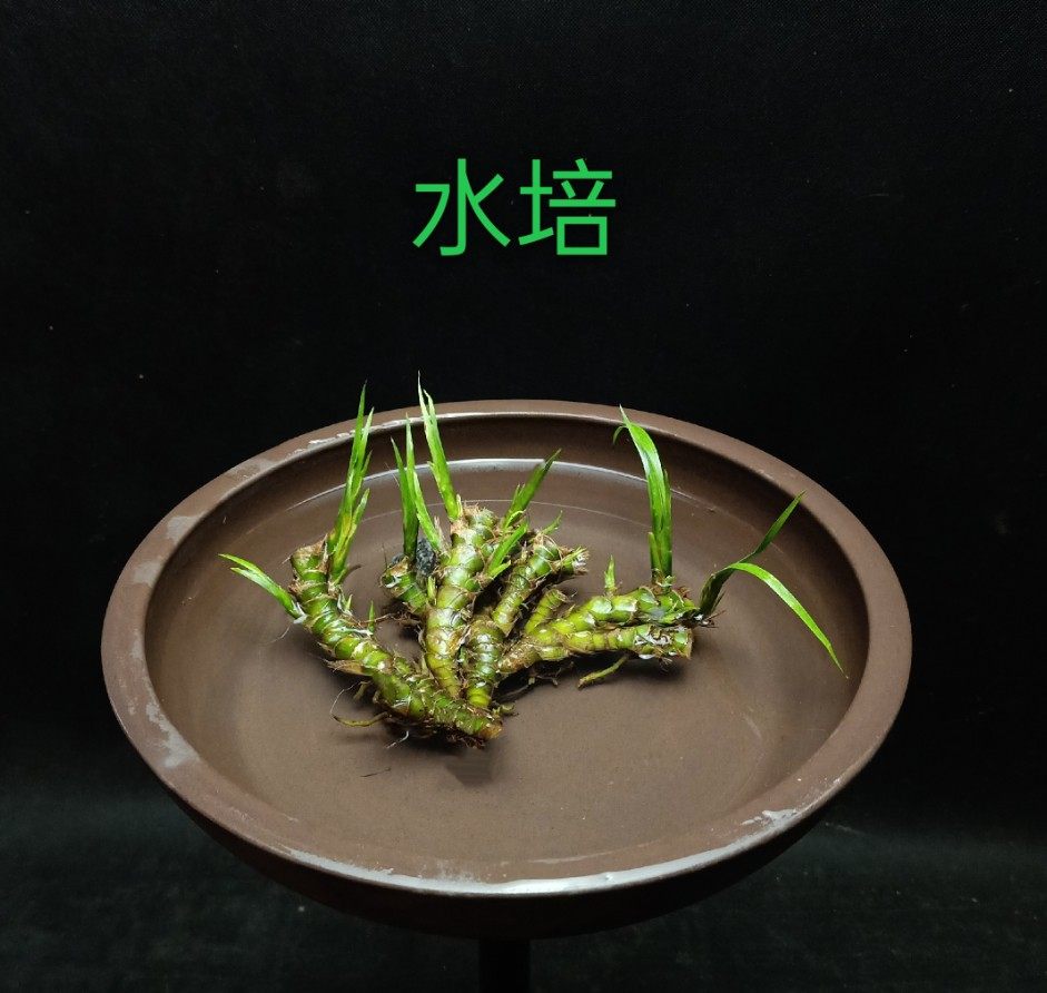 菖蒲微型造景虎须龙根绿植假山水培清香木庭院绿萝室内植物盆栽