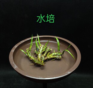 菖蒲微型造景虎须龙根绿植假山水培清香木庭院绿萝室内植物盆栽