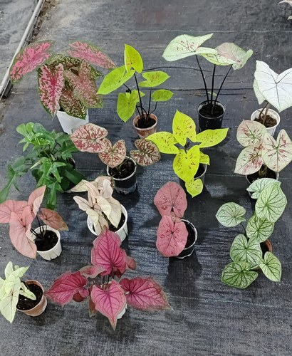 彩叶芋88盆栽绿植室内客厅阳台桌面观叶植物新手好养活