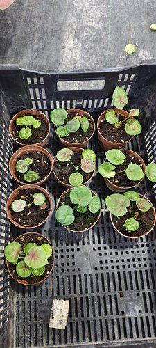 小海王不做任何售后，想好再拍