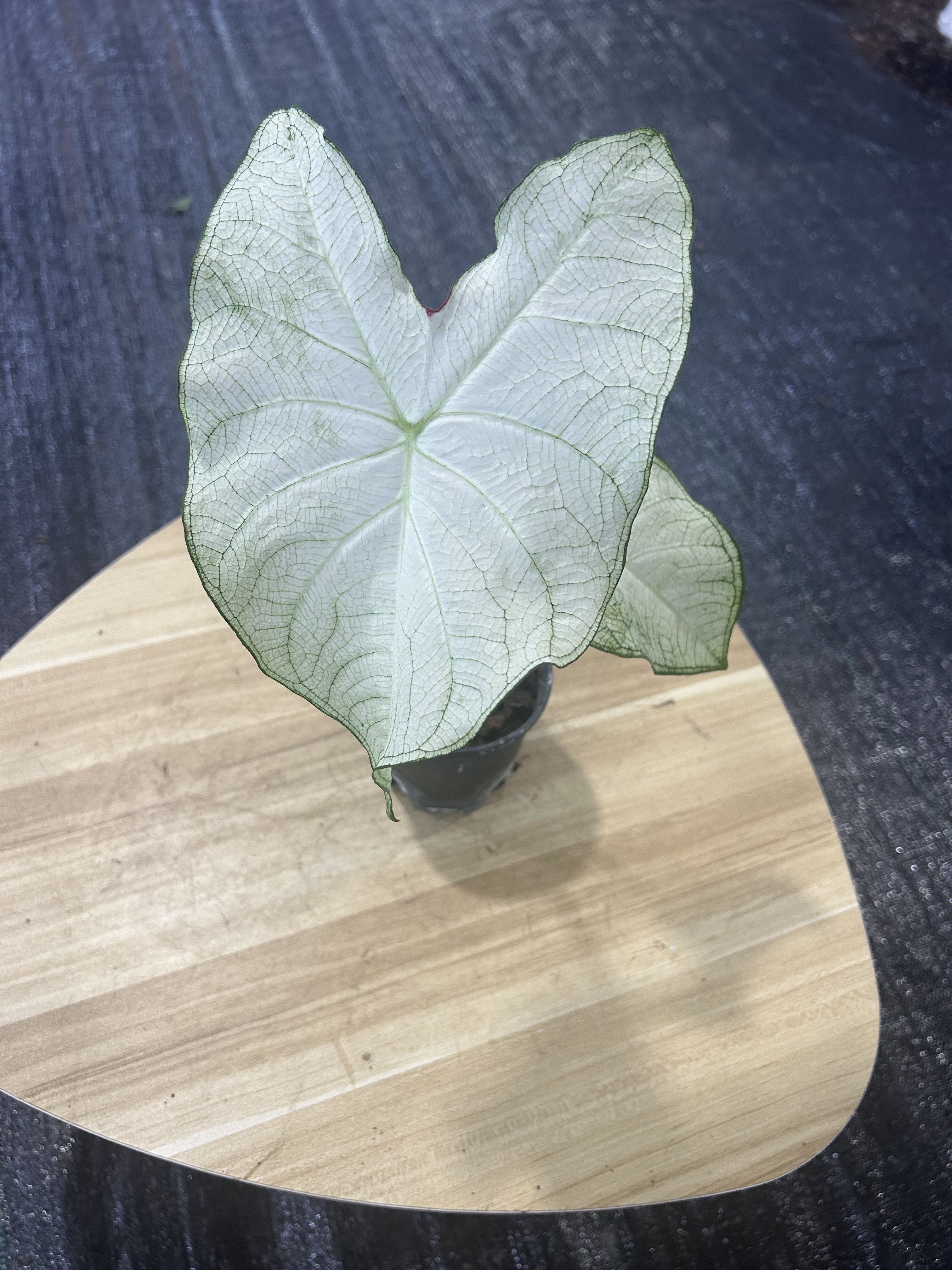 白月光彩叶芋 五彩芋 室内客厅阳台桌面美感亮眼观叶植物盆栽绿植
