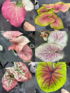 全实拍图每日更新一物一拍彩叶芋