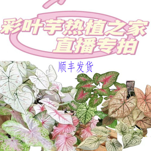 彩叶芋孤品一物一拍默认随机发货