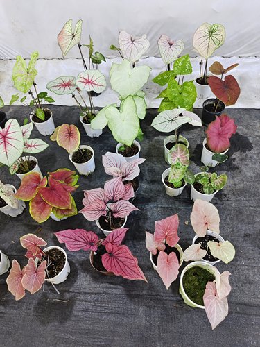 彩叶芋盆栽绿植室内客厅阳台桌面观叶植物新手好养活