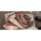 海洋海捕新鲜海鲜辫子鱼狗腿鱼刺少宝宝老人每条一斤左右