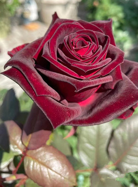 黑巴克玫瑰月季花大苗丝绒质感强暗红色四季开阳台庭院花卉绿植物