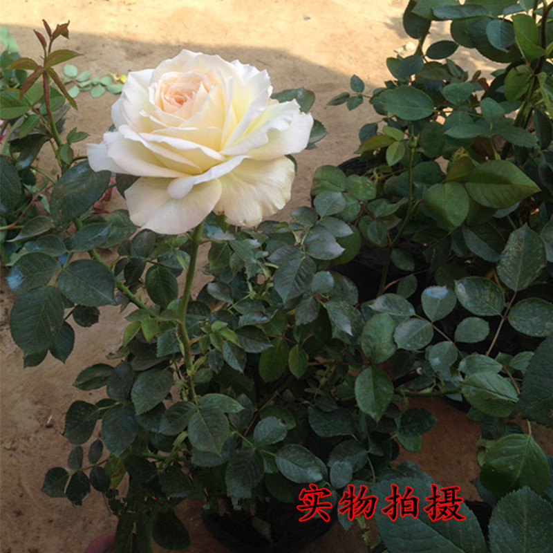 月季花苗法国香水大花浓香型